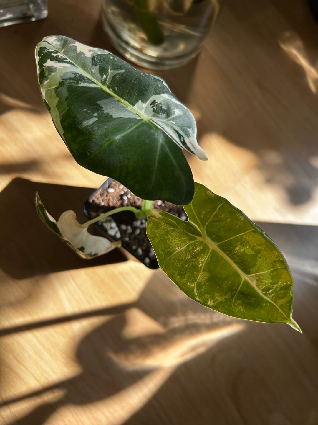 Customer photo review of ALOCASIA FRYDEK VARIEGATA