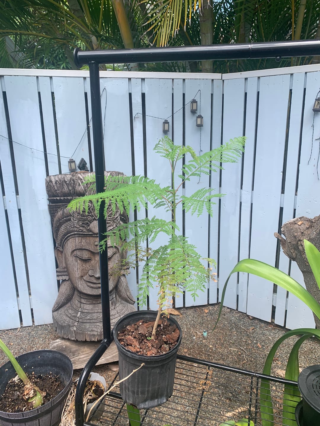 Customer photo review of Purple Jacaranda Mimosifolia Flowering Tree