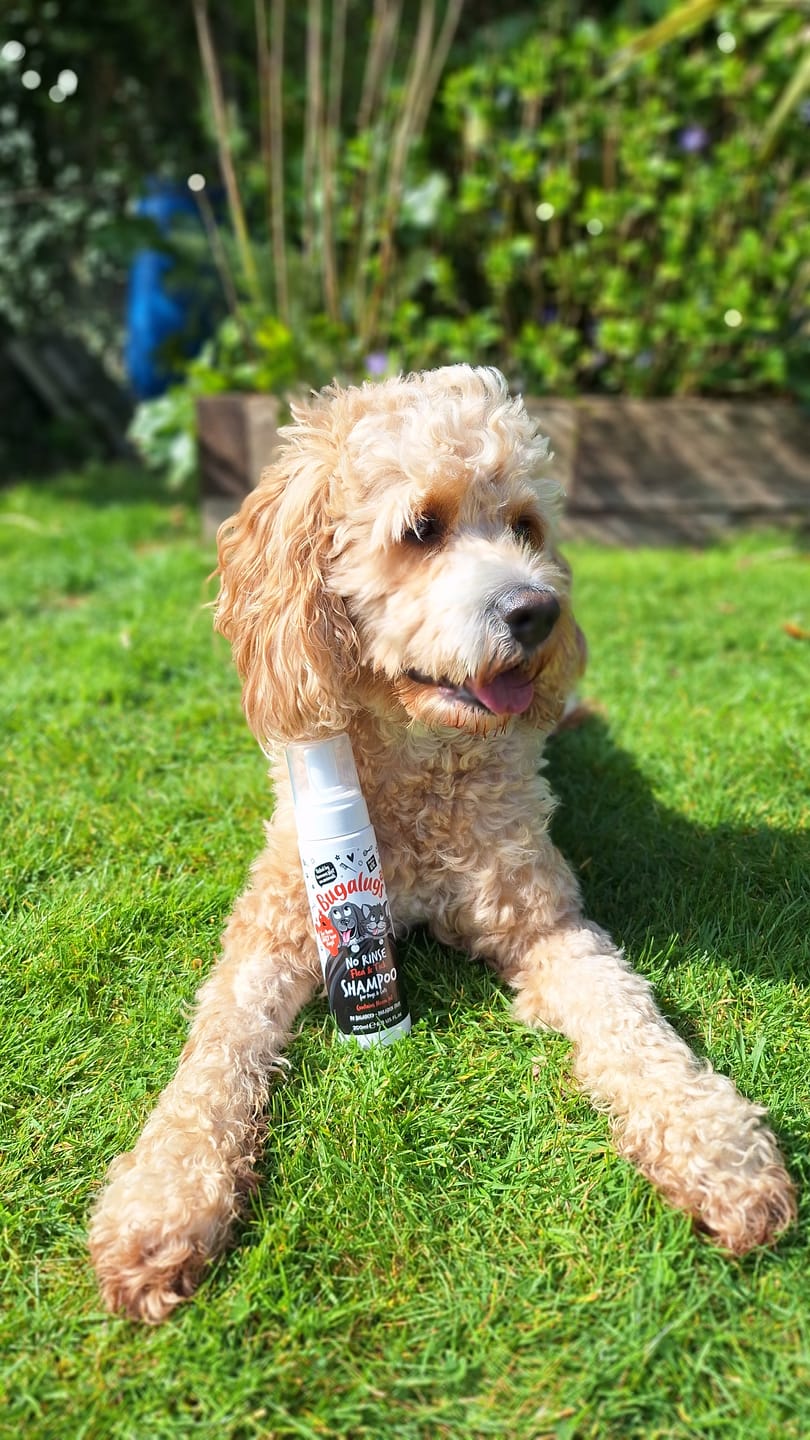 Customer photo review of Flea & Tick No Rinse Shampoo for Dogs & Cats