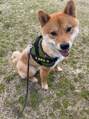 Customer photo review of FunFunPet 高機能ハーネス（お名前タグ作成サービス付き）