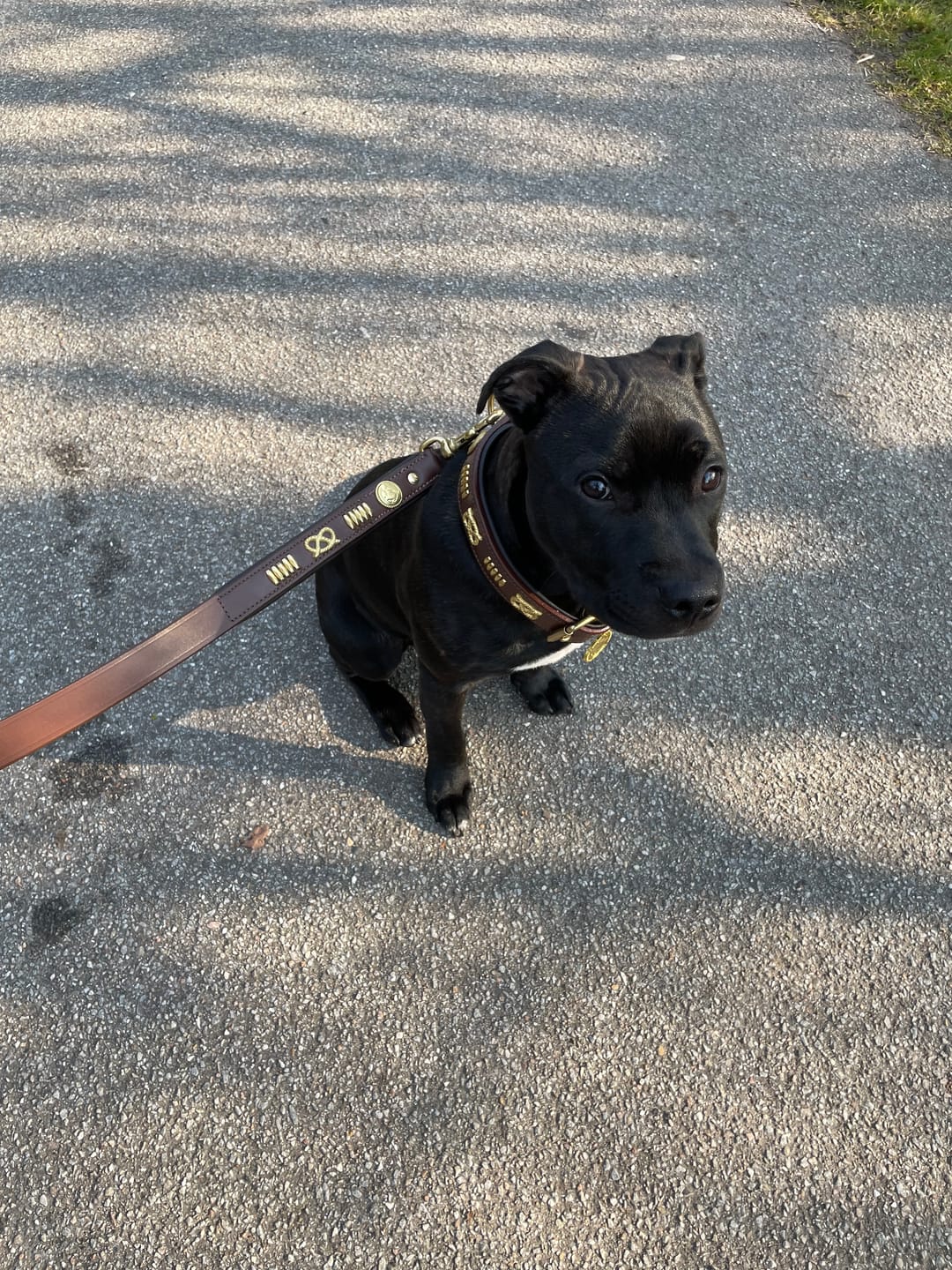 Customer photo review of Staffordshire Bull Terrier 1935® Leather Collar & Leash Set - Gladiator - Brown/Gold