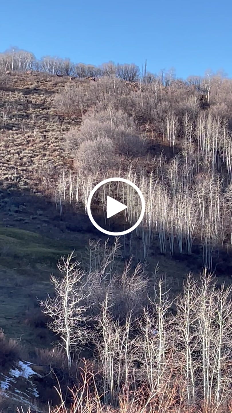 Customer video review of TideWe Camo Deer Hunting Rangefinder 700/1000Y Laser Range Finder