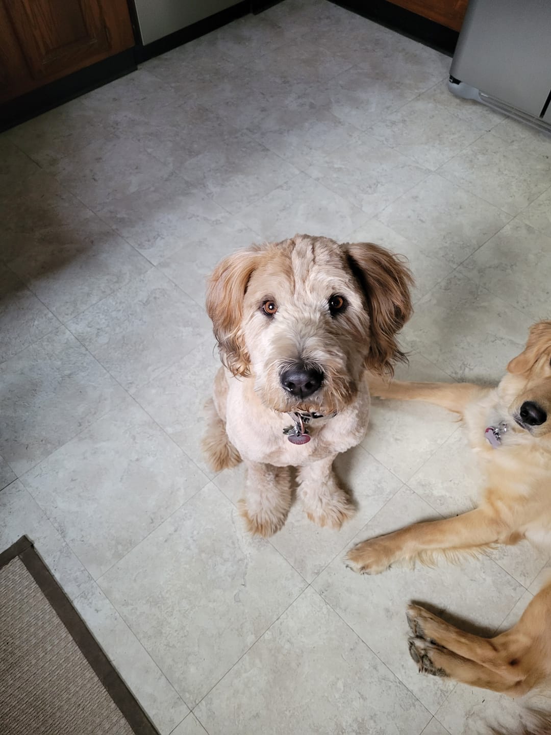 Customer photo review of Original Pet Grooming Vacuum Kit