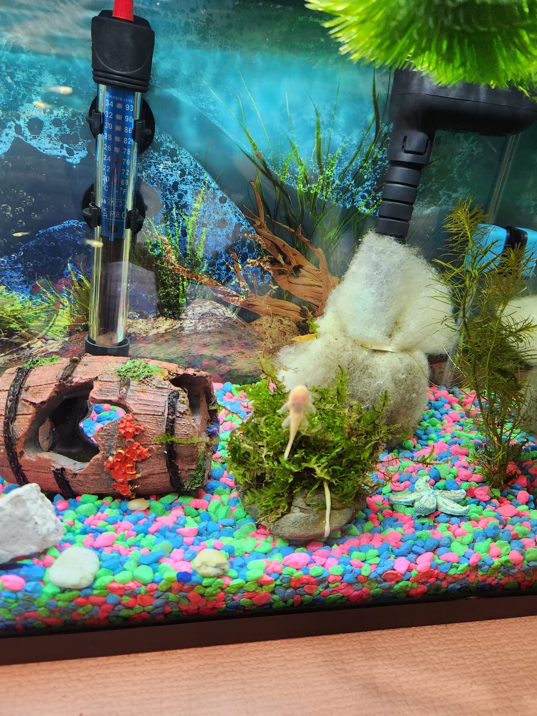 Customer photo review of L144a Blue Eye Lemon Bristlenose Pleco (2 Inches) "NEW"