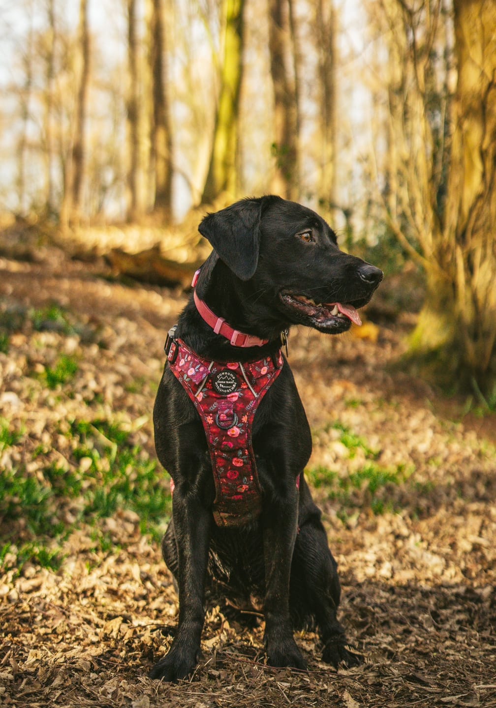 Customer photo review of Tough Trails™ Harness - Mable's Meadow