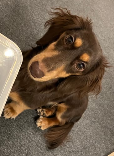 Customer photo review of FunFunPet 高機能ハーネス（お名前タグ作成サービス付き）