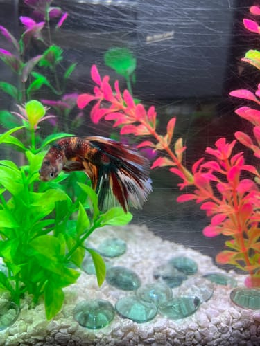 Customer photo review of Multicolor Halfmoon Male Betta Fish | High Grade | Order Directly From Farm |  You Pick Fish |
