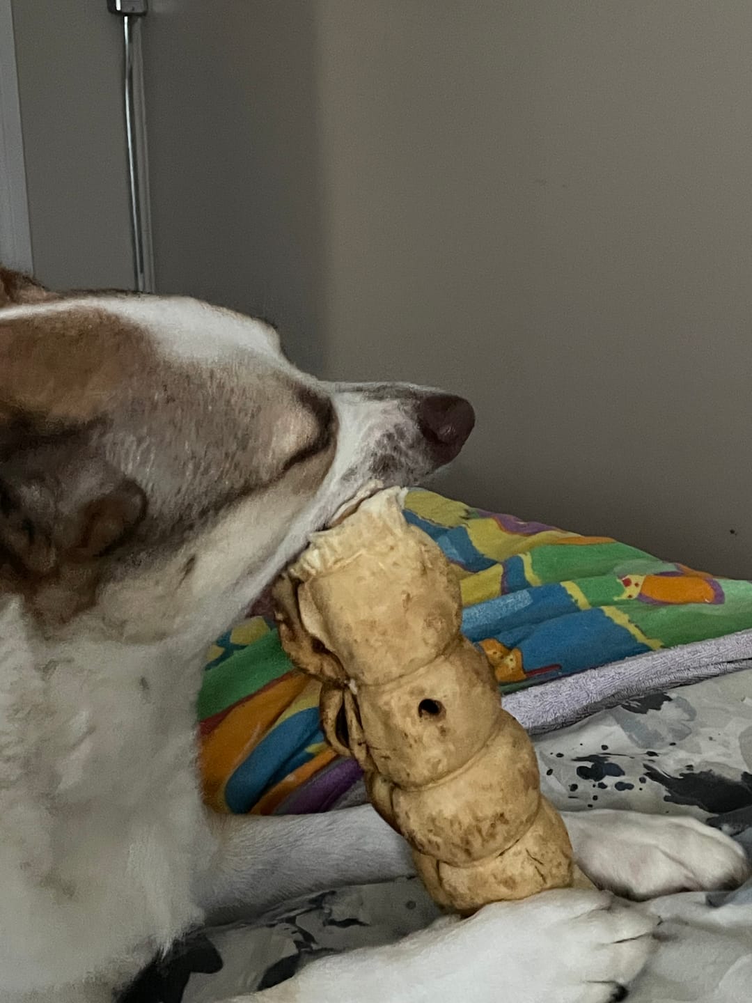 Customer photo review of 10-12 Inch Peanut Butter Cheek Roll