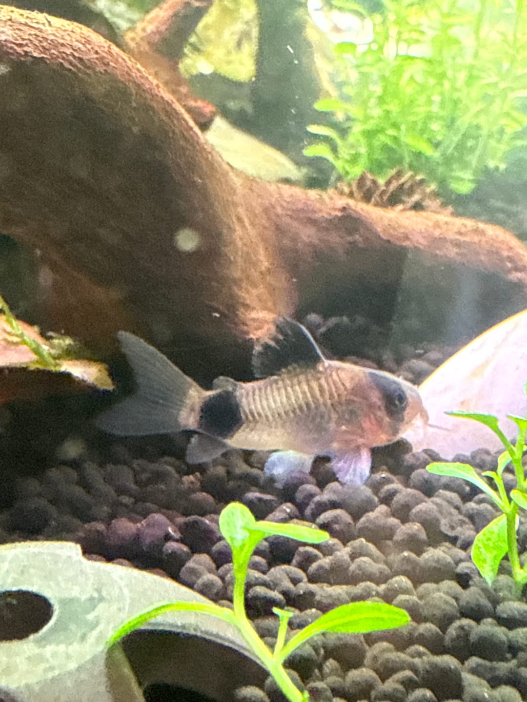 Customer photo review of Panda Cory Catfish