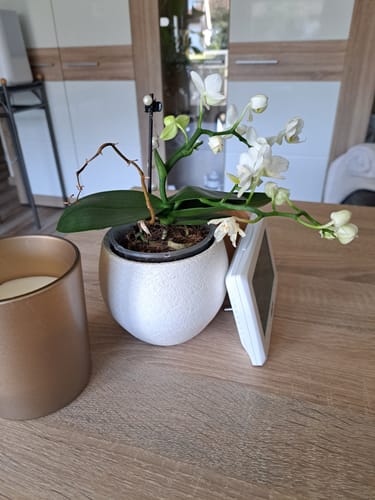 Customer photo review of Bonsaiorchidee Nazare mit weißen Blüten und 3+ Rispen