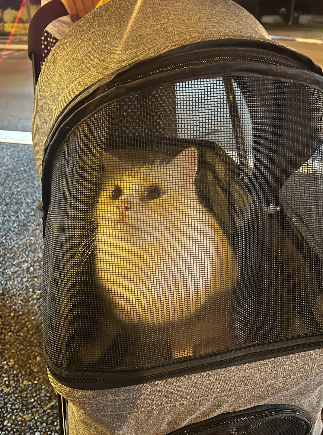 Customer photo review of PaWz Large Dog Stroller Cruiser