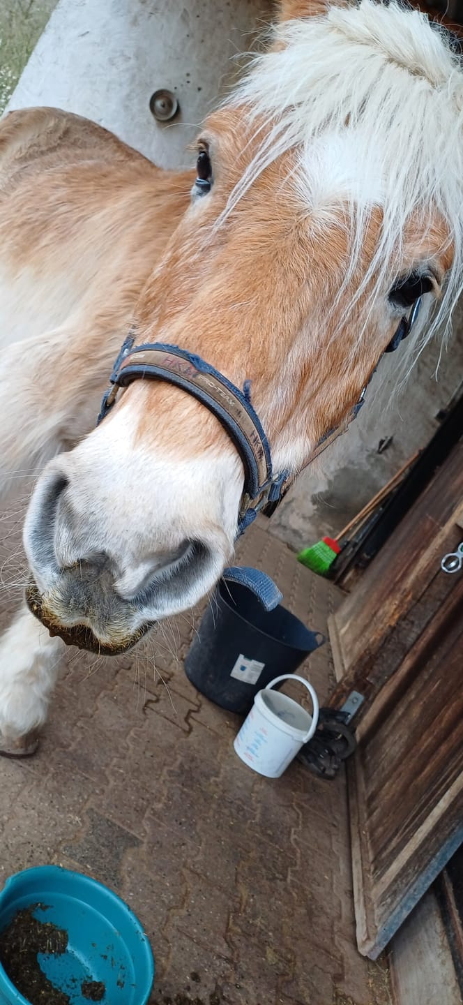 Customer photo review of PFERDESTARK Hanf Balance Mash – Mash für Pferde Getreidefrei & zuckerreduziert mit Bio-Hanf, Karotte, Rote Beete & Kürbis (3 kg)