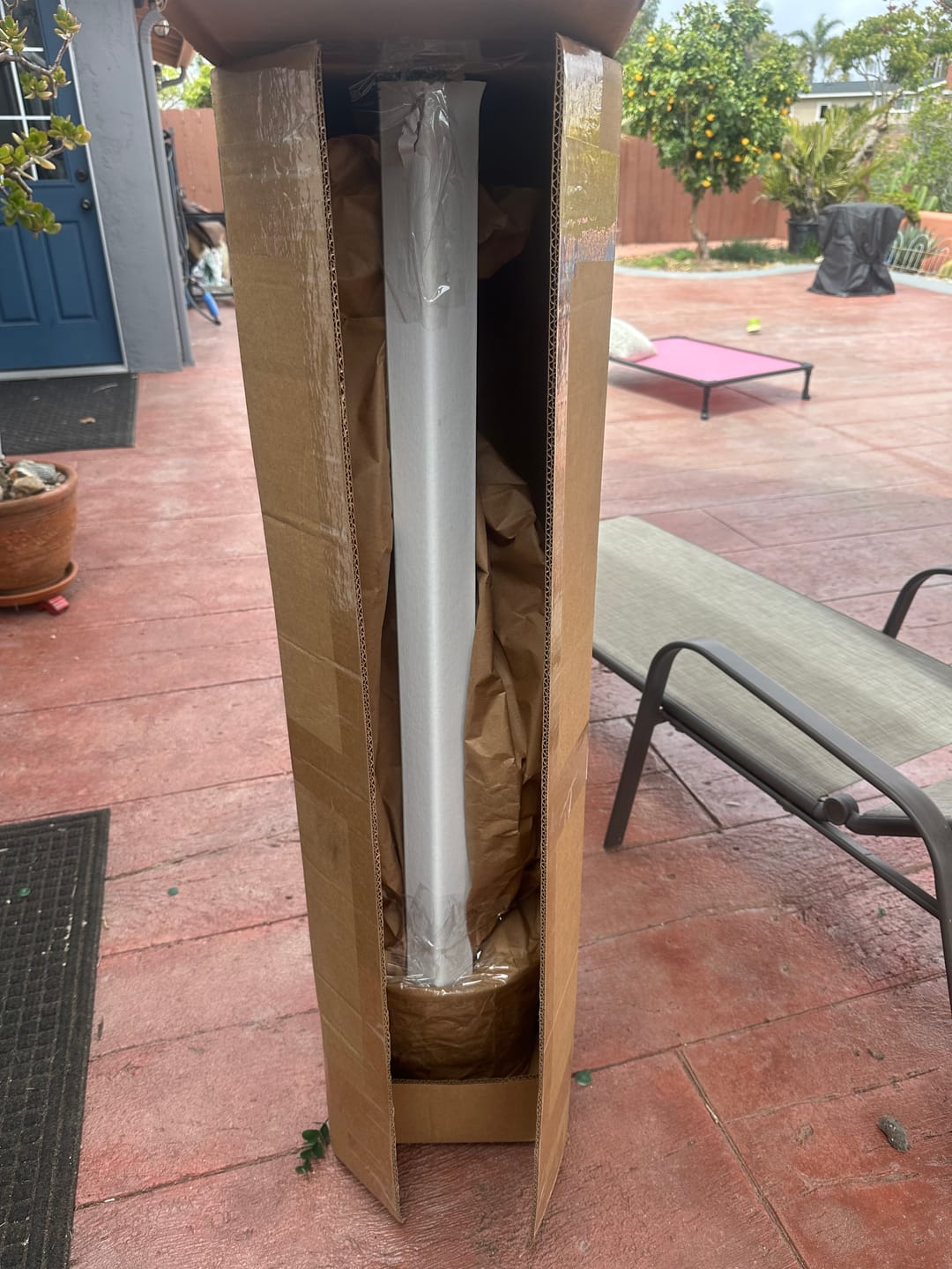 Customer photo review of Silver Saw Palmetto, Georgia Silver