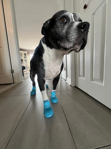 Customer photo review of WagWellies® Mojave