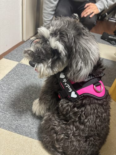 Customer photo review of 【プレミアム版】FunFunPet 高機能ハーネス （お名前タグ作成サービス付き）