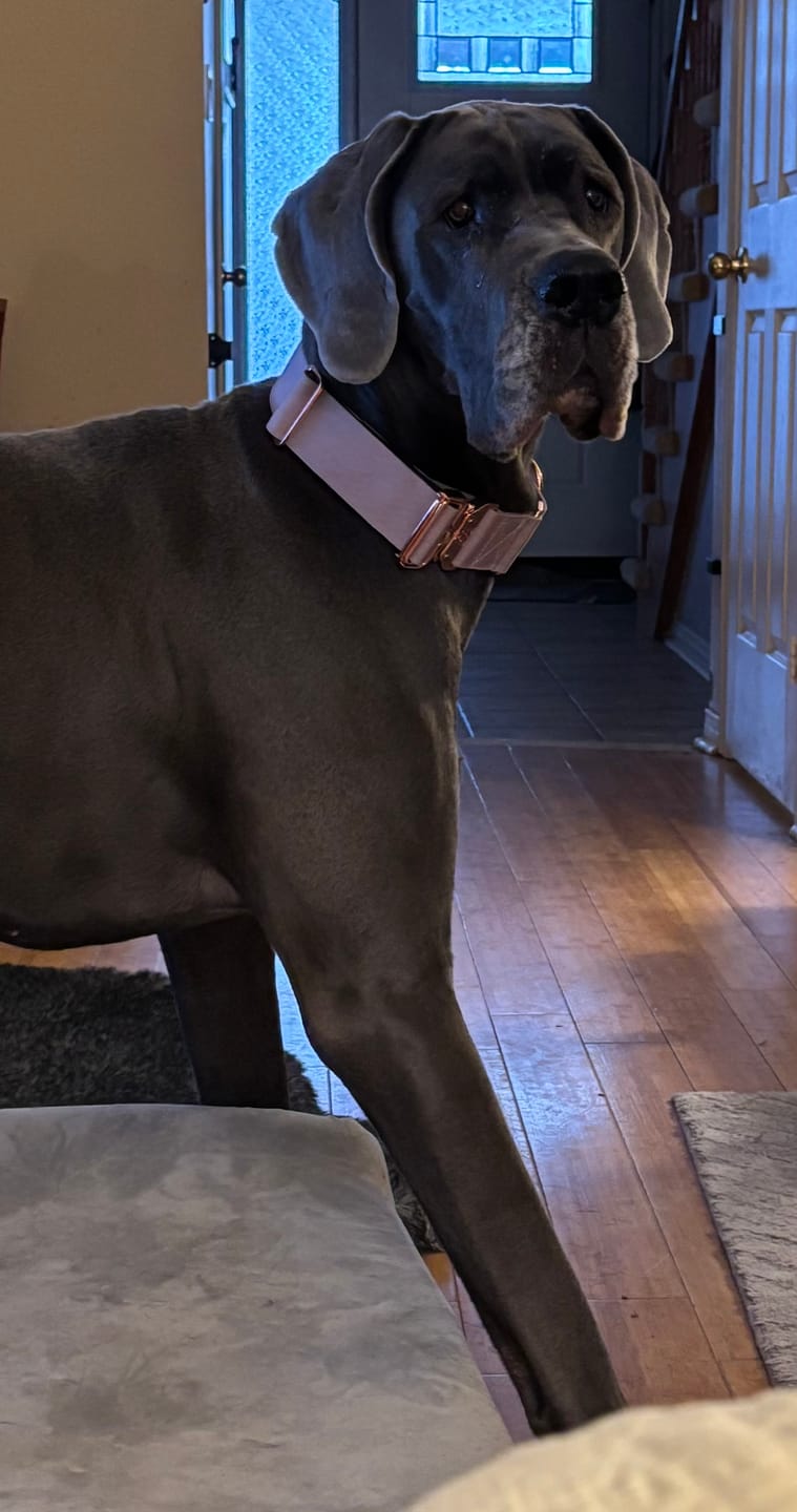Customer photo review of 2" Luxe Martingale Dog Collar - Sofia
