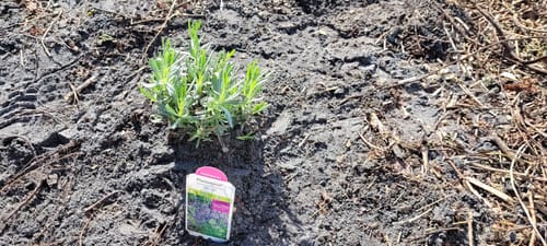 Customer photo review of Lavender Phenomenal 1 Gallon