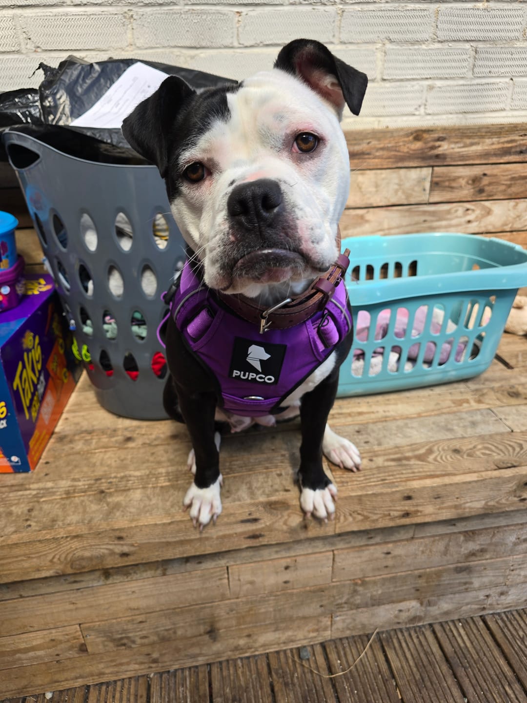 Customer photo review of Prime harness - purple