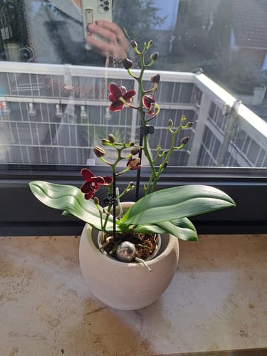 Customer photo review of Table Dance Banana Chocolate mit schokoladenbraunen Blüten und 2+ Rispen