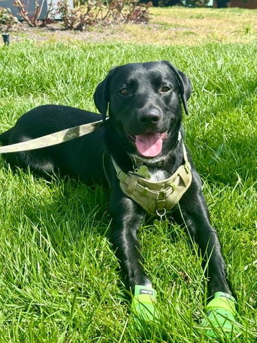 Customer photo review of WagWellies® Neon Green Mojave