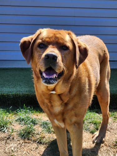 Customer photo review of furMe™️ Grooming Vacuum Black Filter Only Replacement Pack (8 Qty)