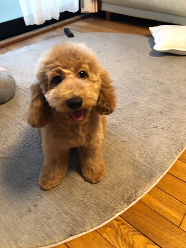 Customer photo review of FunFunPet 高機能ハーネス（お名前タグ作成サービス付き）