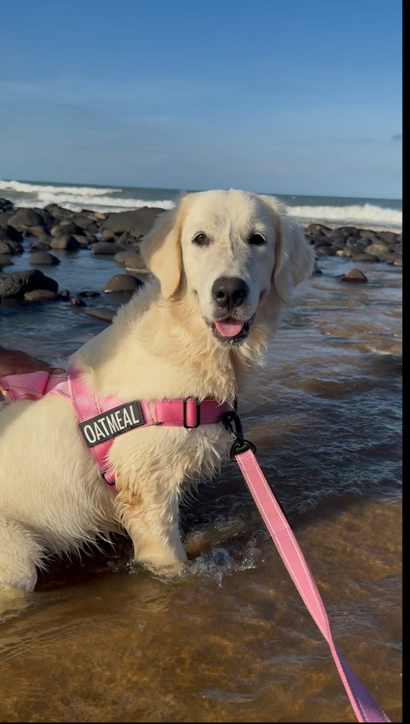 Customer photo review of No Pull Harness & Leash Set
