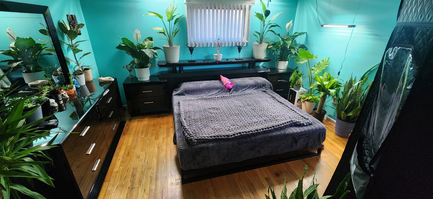 Customer photo review of Bird of Paradise White, Strelitzia Nicolai