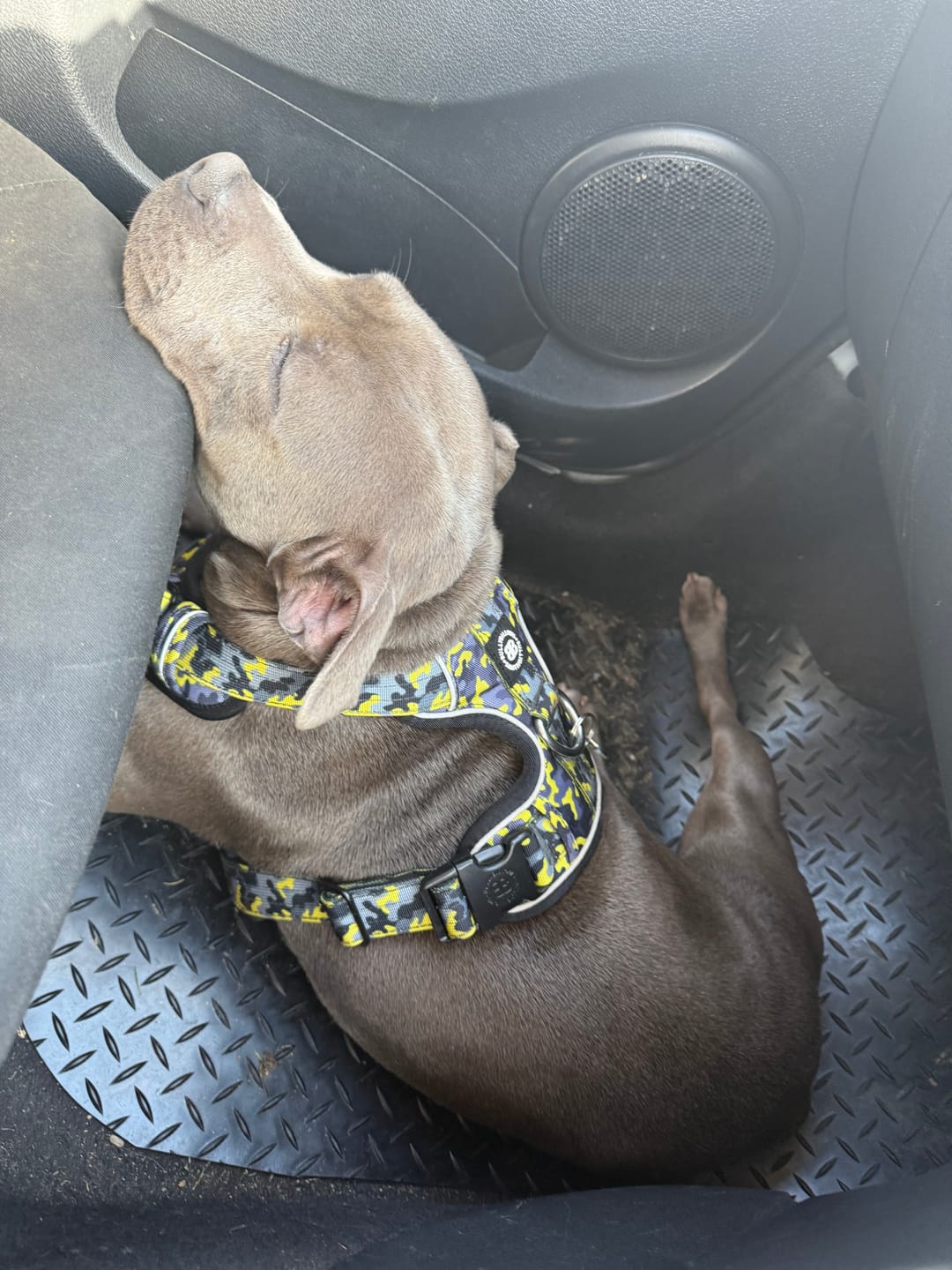 Customer photo review of Comfort Premium Harness | Non Restrictive - Lightning
