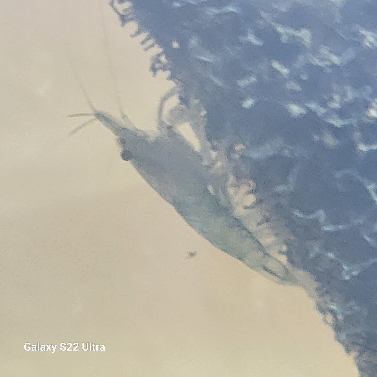 Customer photo review of Green Jade Shrimp