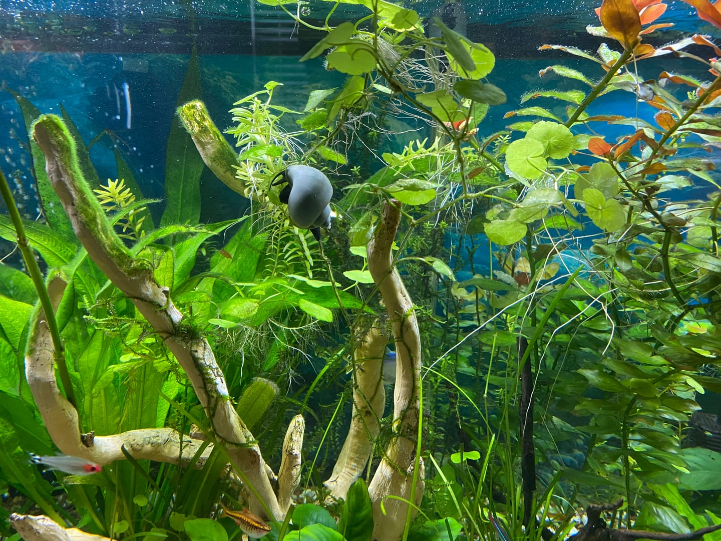 Customer photo review of Gold Mystery Snail