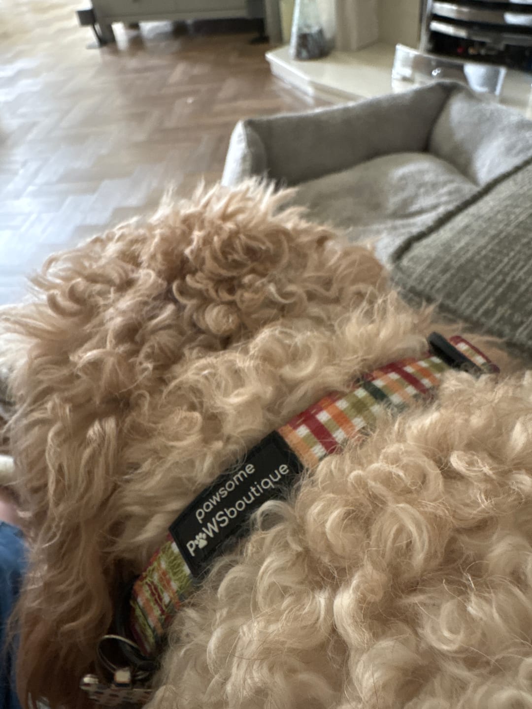 Customer photo review of Collar - Plaid Pup
