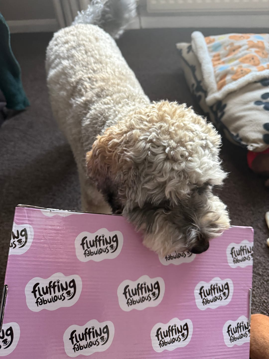 Customer photo review of Adjustable Dog Harness - Curly Club Collection