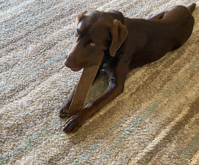 Customer photo review of NEW!! Large Moose Chew