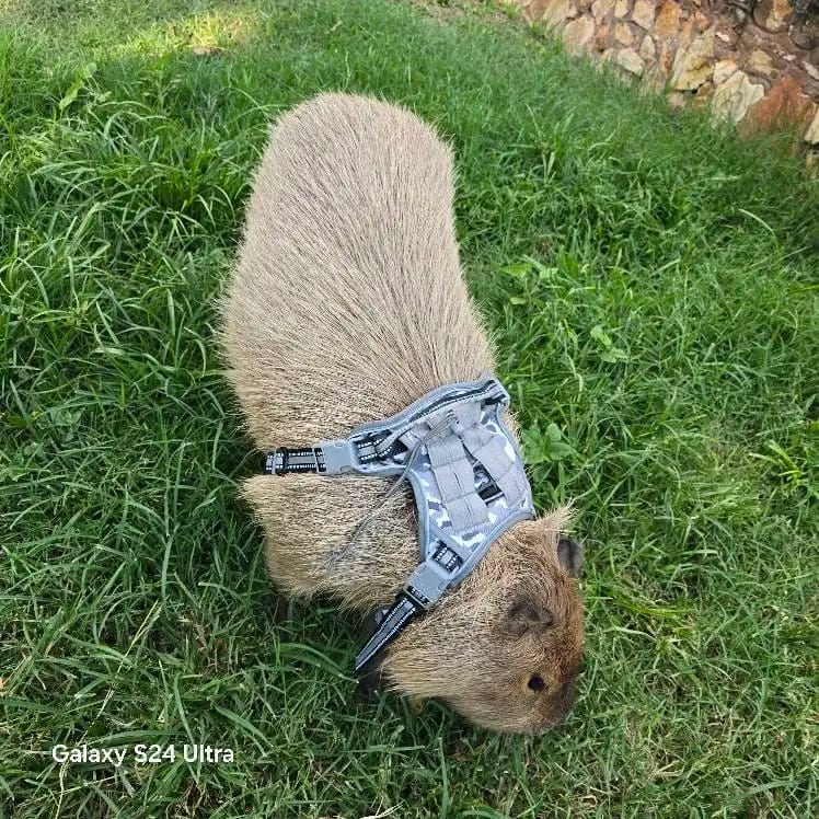 Customer photo review of Tactical Adjustable Breathable Dog Harness for Medium Large Dog