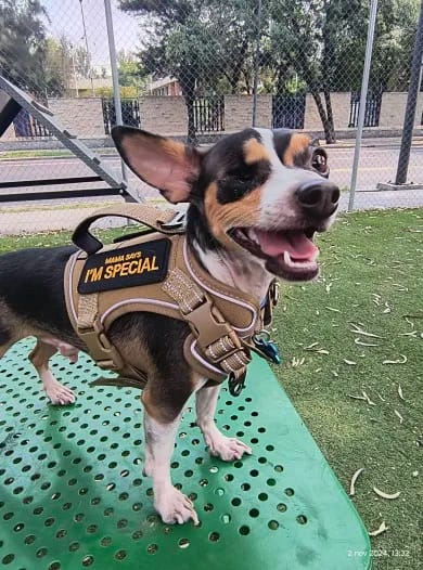 Customer photo review of Outdoor Training Tactical Dog Harness for Small Dogs