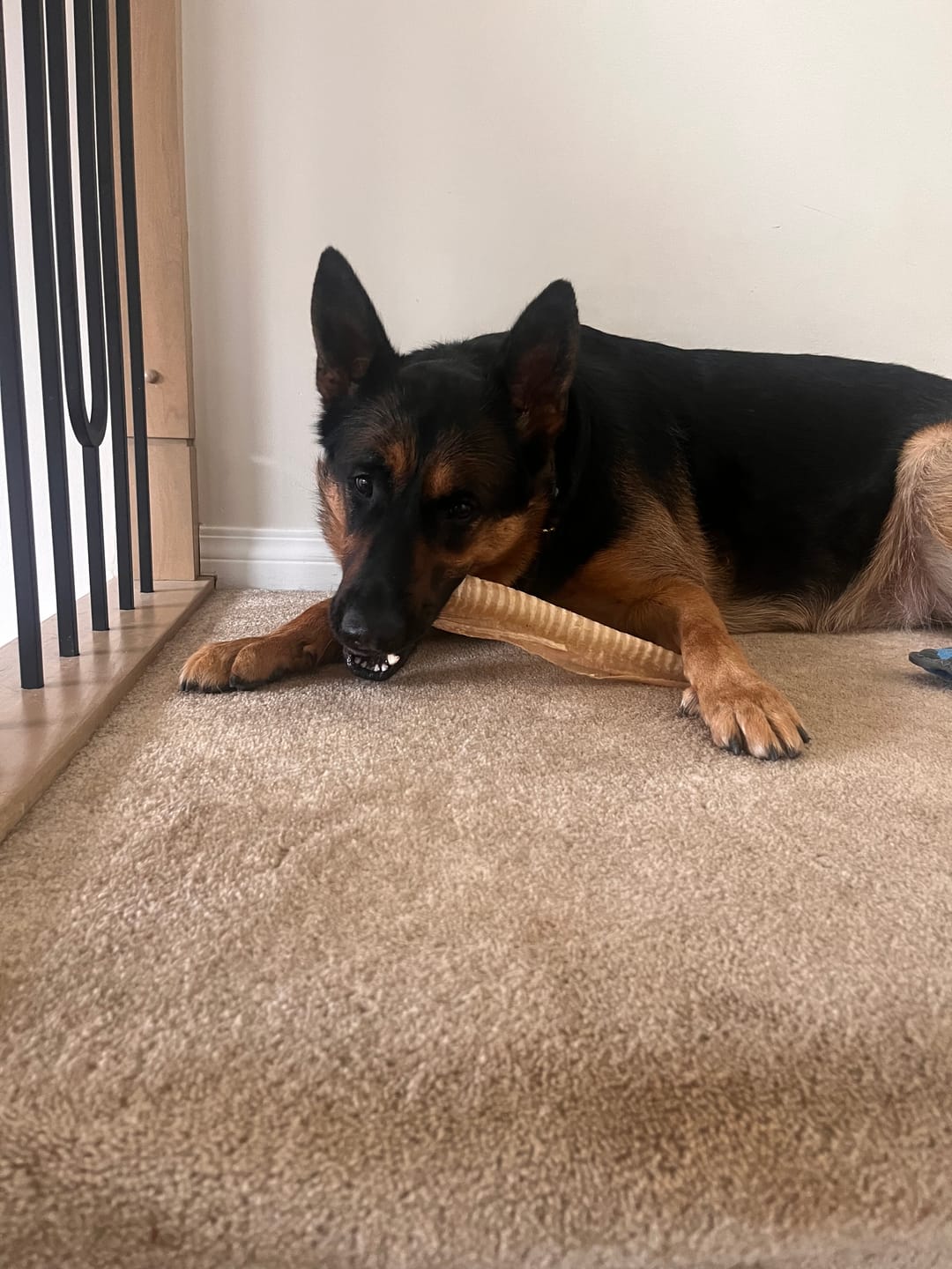 Customer photo review of 12 Inch Beef Trachea
