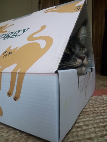 Avis photo d'un client sur Croquettes Maine Coon Stérilisé Sans Céréales - Poulet