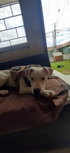 Customer photo review of Military Large Dog Tactical Harness Training Pet Vest