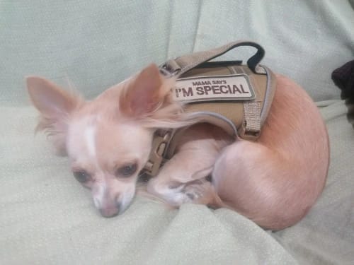 Customer photo review of Outdoor Training Tactical Dog Harness for Small Dogs