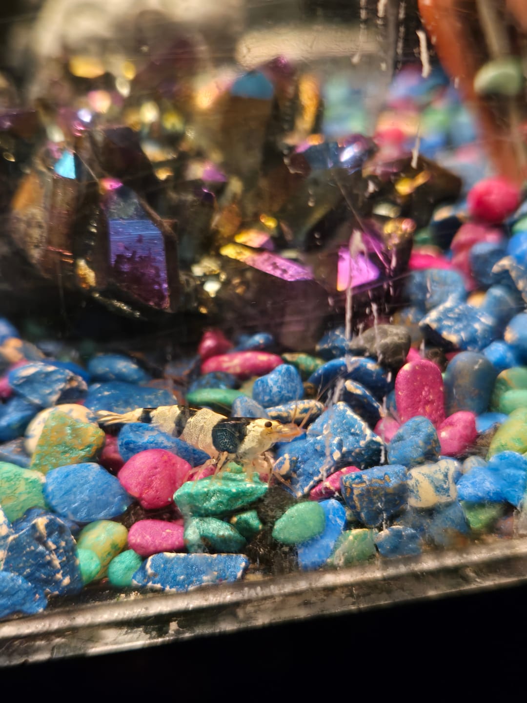 Customer photo review of Crystal Black Shrimp