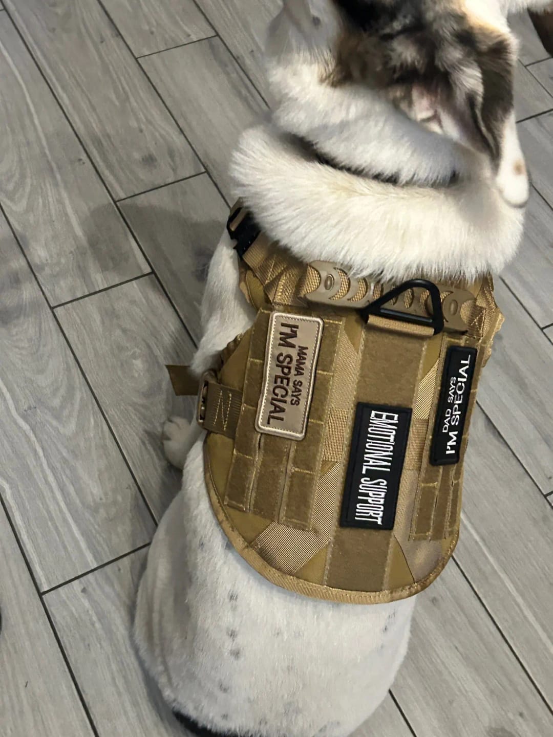 Customer photo review of Military Large Dog Tactical Harness Training Pet Vest