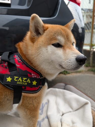 Customer photo review of FunFunPet 高機能ハーネス（お名前タグ作成サービス付き）