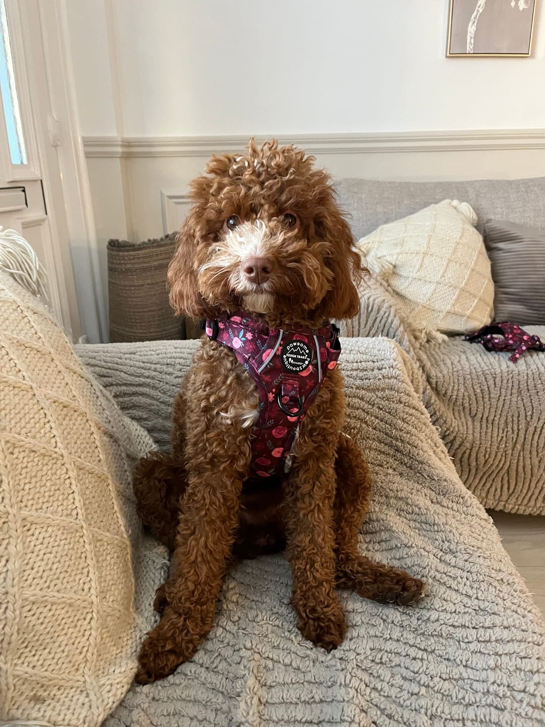 Customer photo review of Tough Trails™ Harness - Mable's Meadow
