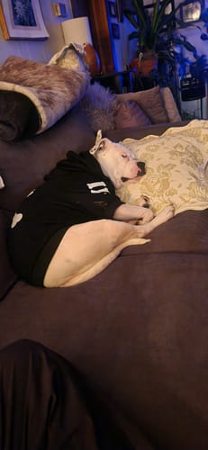 Customer photo review of "WOOF" Dog Hoodie - Black & Reflective