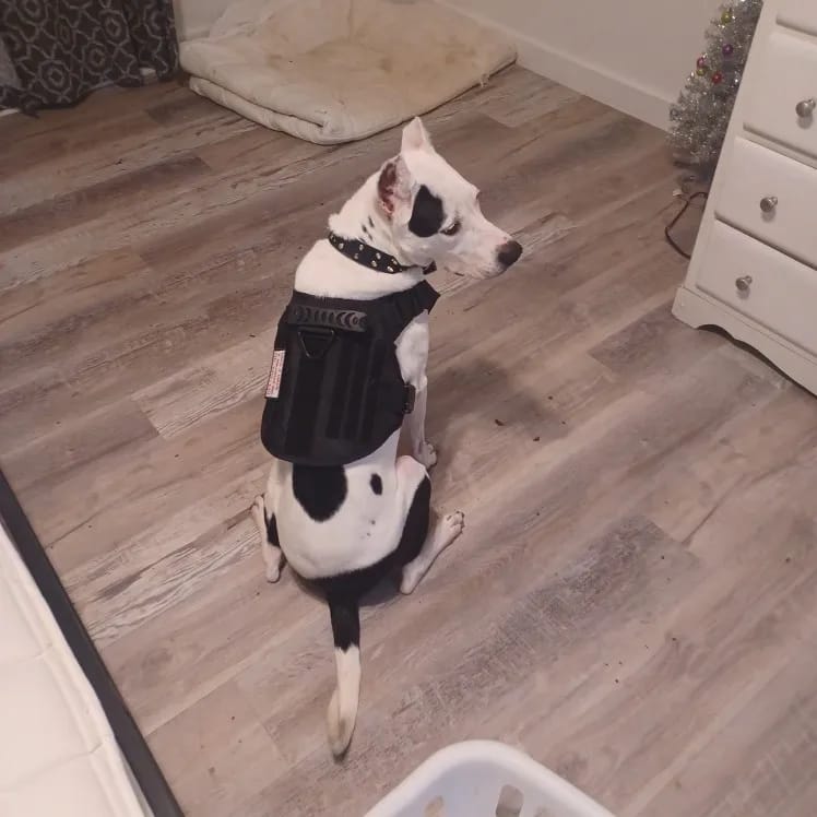 Customer photo review of Military Large Dog Tactical Harness Training Pet Vest