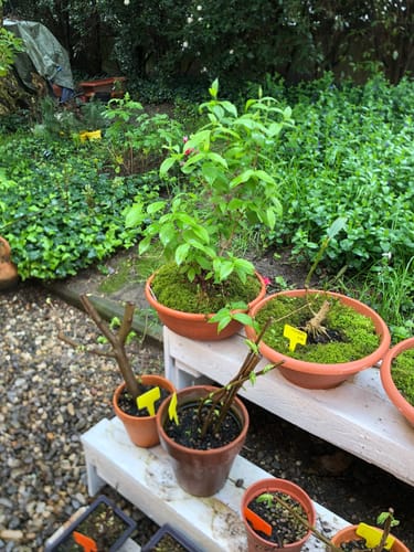 Customer photo review of KRIPTON CB® (Probiotico professionale per bonsai)