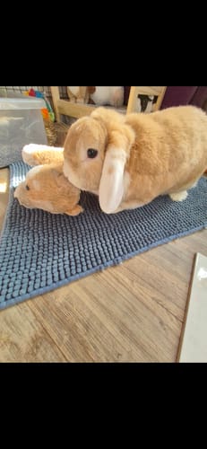 Customer photo review of Timothy Hay Box 'Blend'