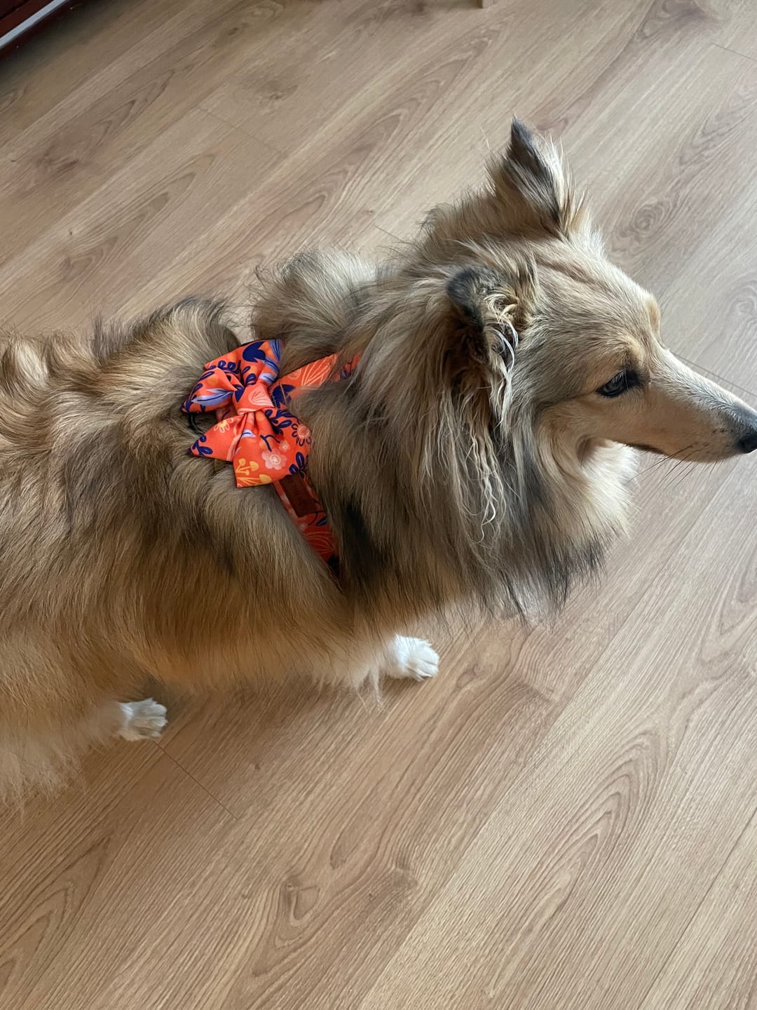 Customer photo review of Mucha dla psa "Orange Jungle"