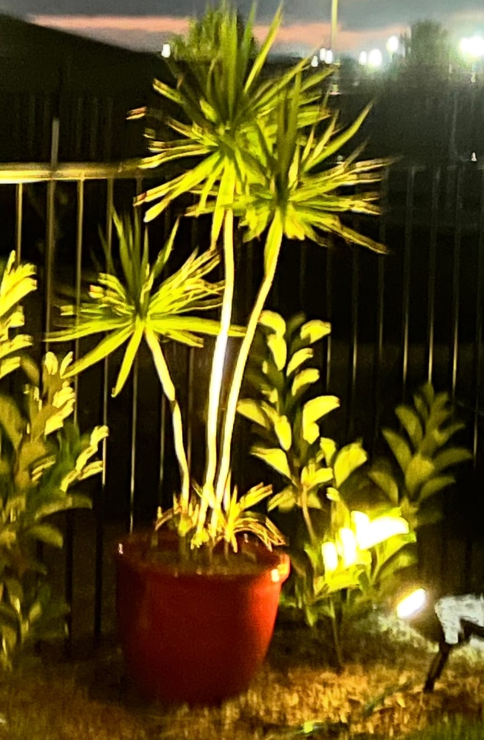 Customer photo review of Solar Ground Spotlights